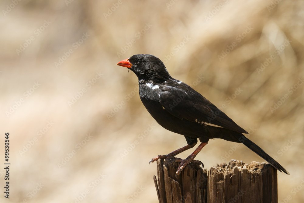 Fototapeta premium Red-billed Buffalo-Weaver in Kruger National park