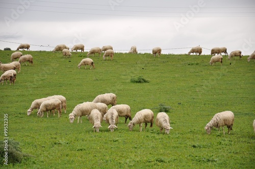 Sheep from Sardinia © iza_miszczak