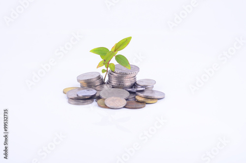 plant sprouting from a group of coins white background. business photo