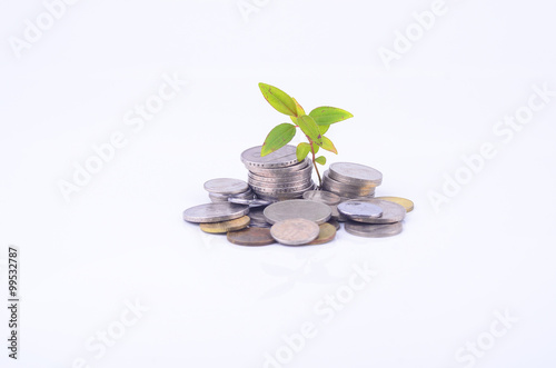 plant sprouting from a group of coins white background. business photo