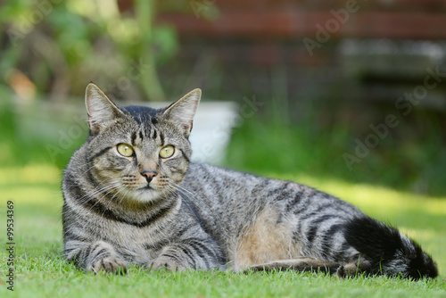Obraz na plátně gray tabby cat lying on the meadow