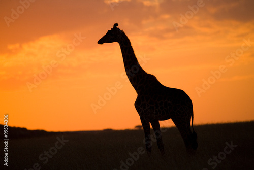 Giraffe at sunset in the savannah. Kenya. Tanzania. East Africa. An excellent illustration.