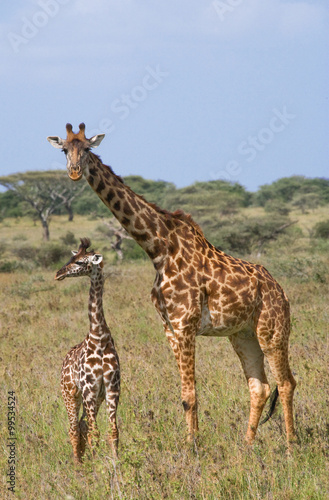 Female giraffe with a baby in the savannah. Kenya. Tanzania. East Africa. An excellent illustration.