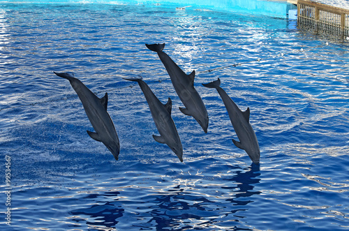 
Diving dolphins in aquarium of Oceanographic City of Arts and Sciences in Valencia, Spain