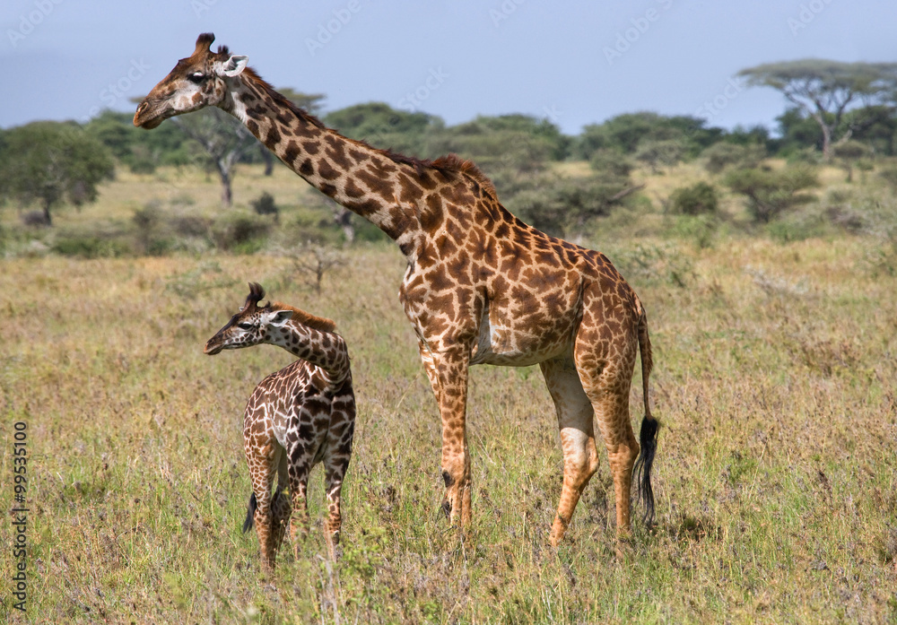 Female giraffe with a baby in the savannah. Kenya. Tanzania. East Africa. An excellent illustration. Female giraffe with a baby in the savannah. Kenya. Tanzania. East Africa. An excellent illustration.