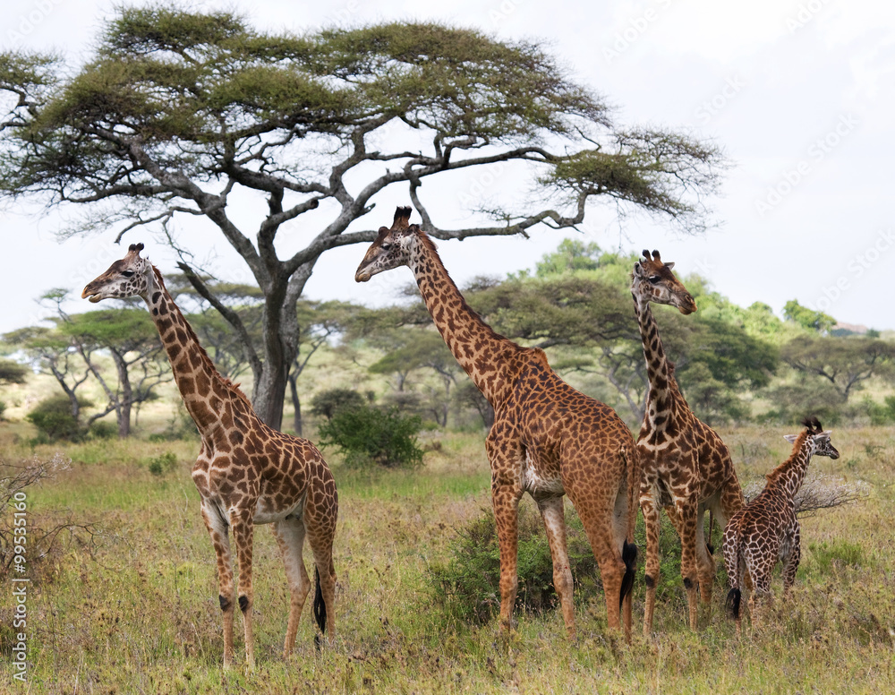 Group of giraffes in the savanna. Kenya. Tanzania. East Africa. An excellent illustration. Group of giraffes in the savanna. Kenya. Tanzania. East Africa. An excellent illustration.