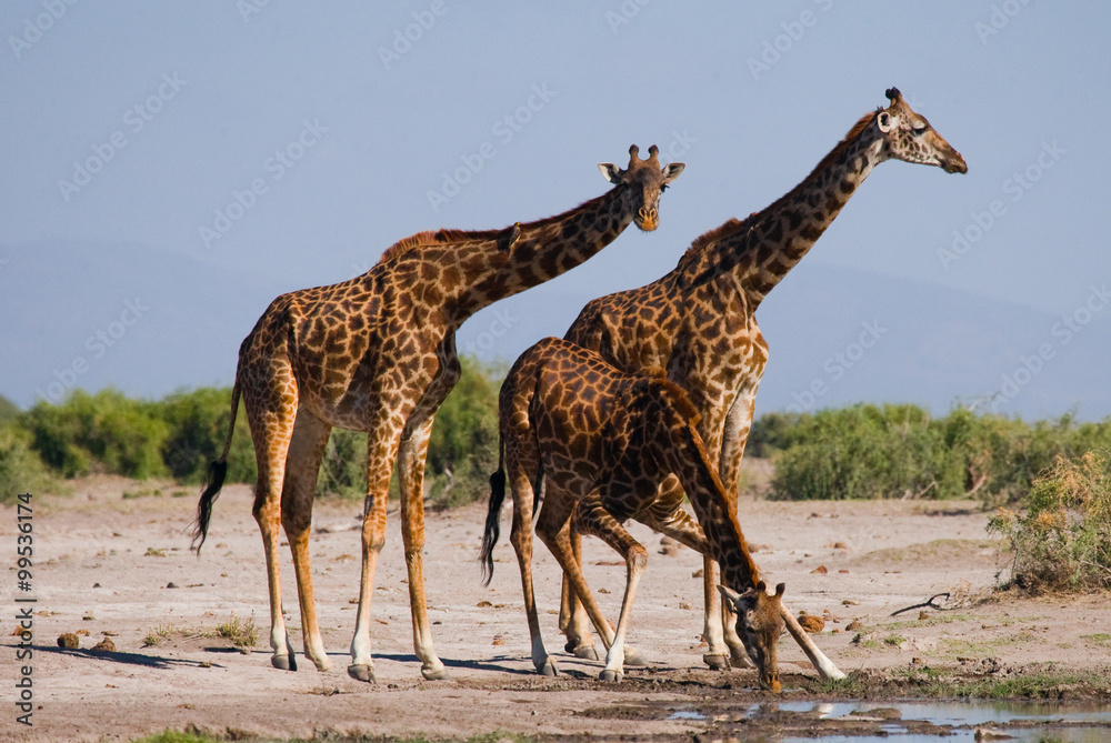 Obraz premium Grupa żyraf przy podlewaniu. Kenia. Tanzania. Wschodnia Afryka. Doskonała ilustracja.
