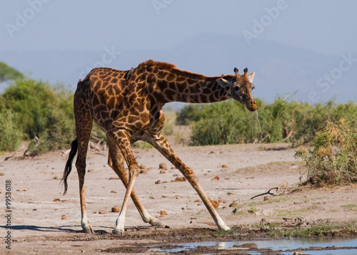 Giraffe at the watering. Kenya. Tanzania. East Africa. An excellent illustration.