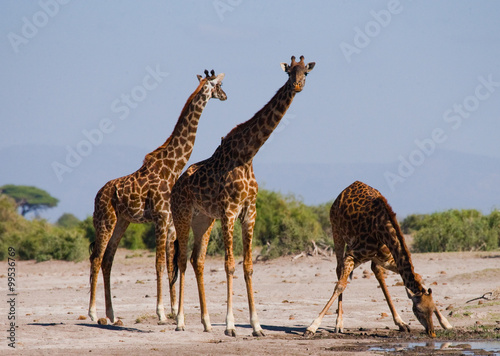 Group of giraffes at the watering. Kenya. Tanzania. East Africa. An excellent illustration.