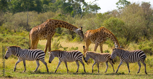 Two giraffes in savannah with zebras. Kenya. Tanzania. East Africa. An excellent illustration.