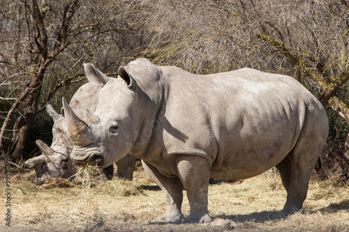 White Rhinoceros eating