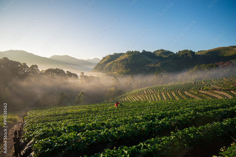 Obraz premium Strawberry garden