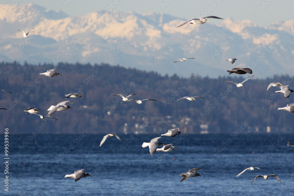 Gulls over Puget Sound