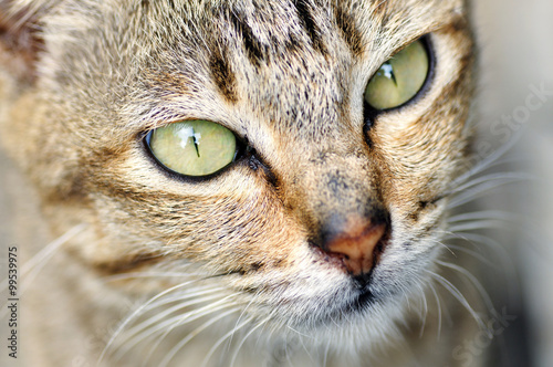 Close up of cat eyes