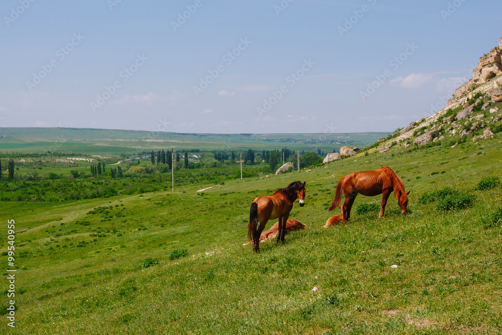 Naklejka premium Horses in the field
