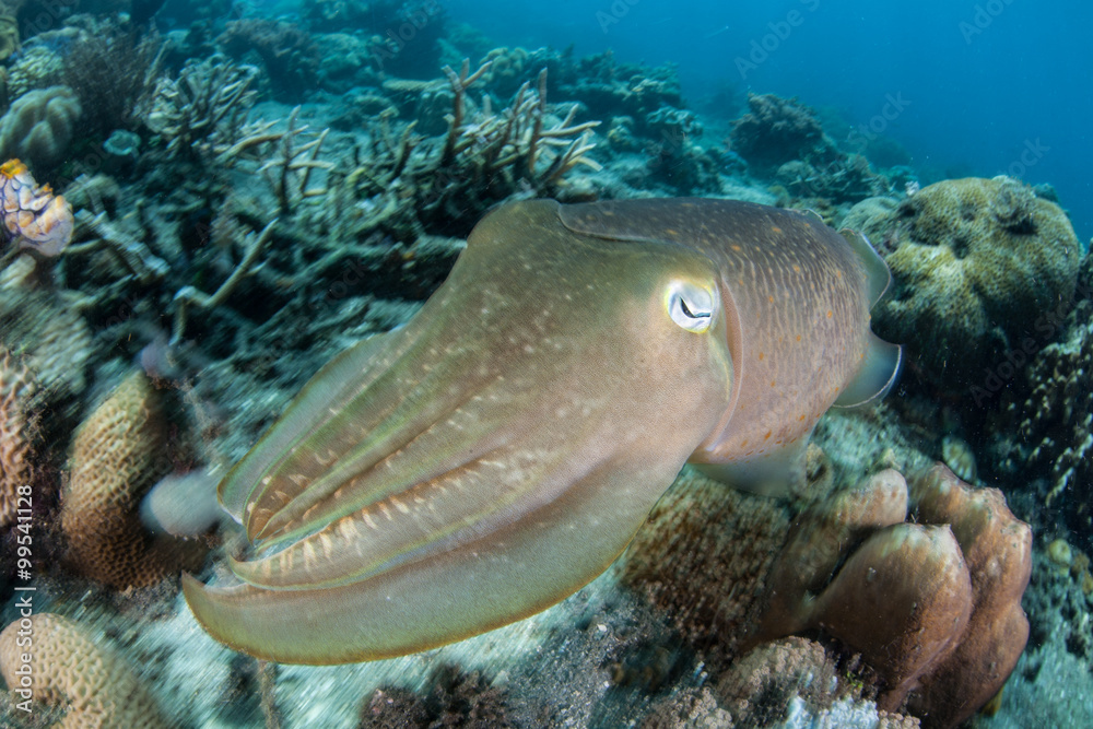 Obraz premium Broadclub Cuttlefish Swimming Over Reef