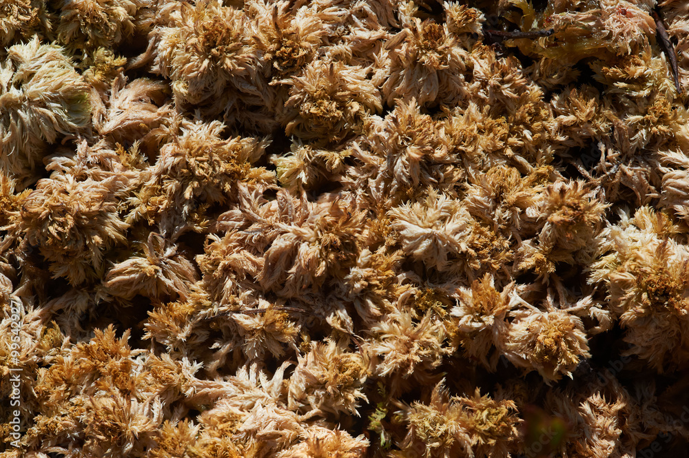 Brown moos Sphagnum papillosum on wet swamp Brown moos Sphagnum papillosum on wet swamp