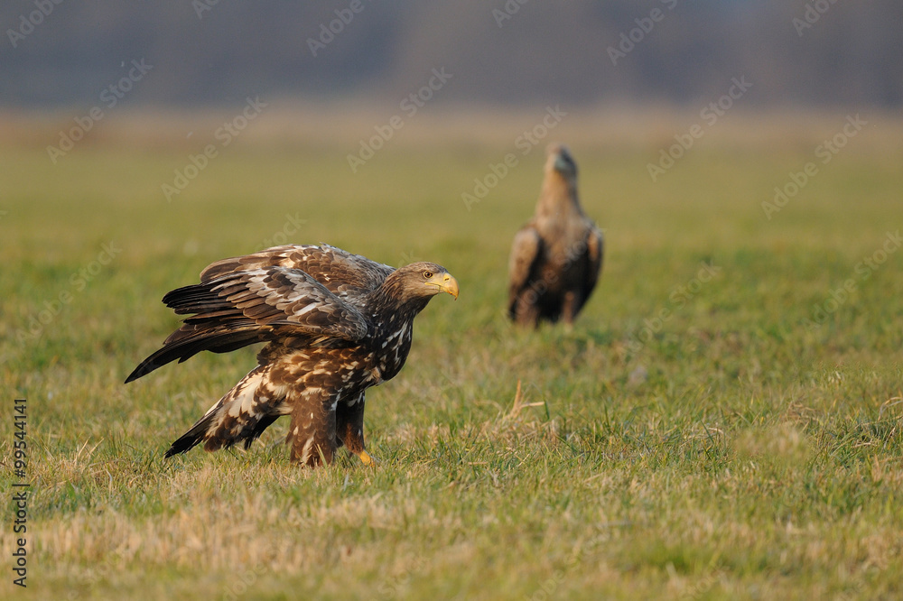 Obraz premium pygargue