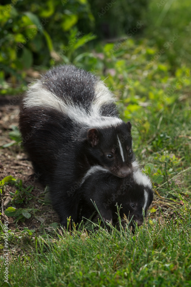 Striped Skunk (Mephitis mephitis) Carries Kit Striped Skunk (Mephitis mephitis) Carries Kit