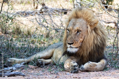 lion at kruger national park