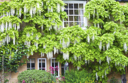 Flowering white wisteria surrounding windows in charming english stone cottage