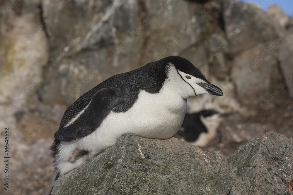 Fototapeta premium Chinstrap Penguin