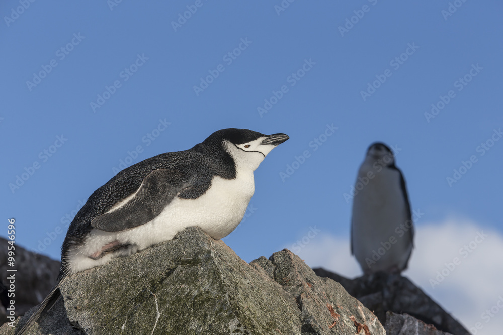 Fototapeta premium Chinstrap Penguin