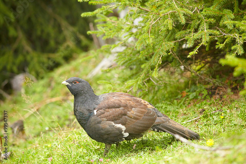 Auerhuhn