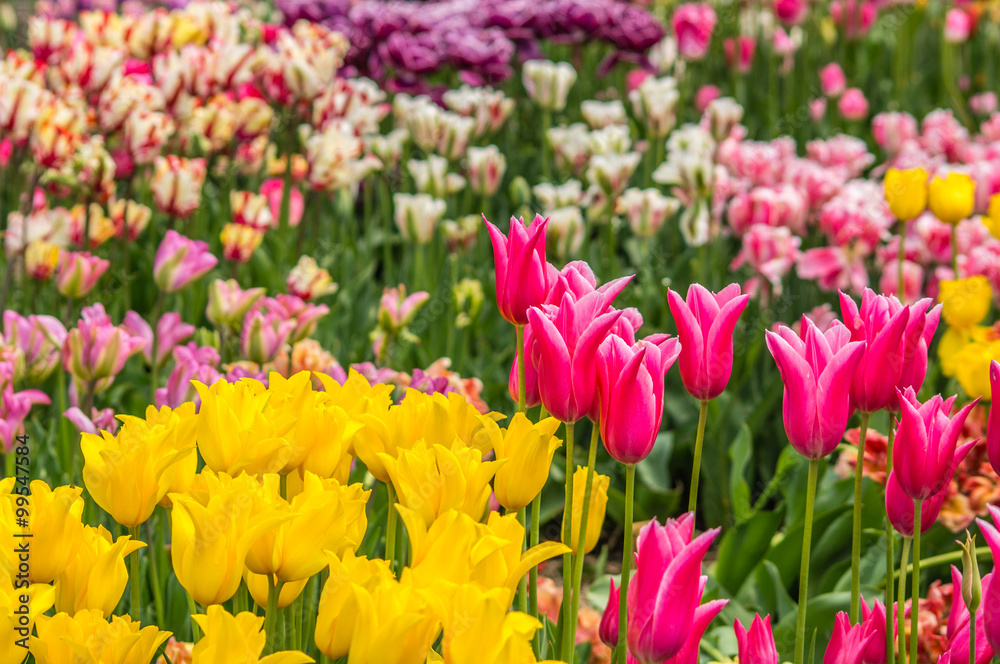 Flowerbed of tulips