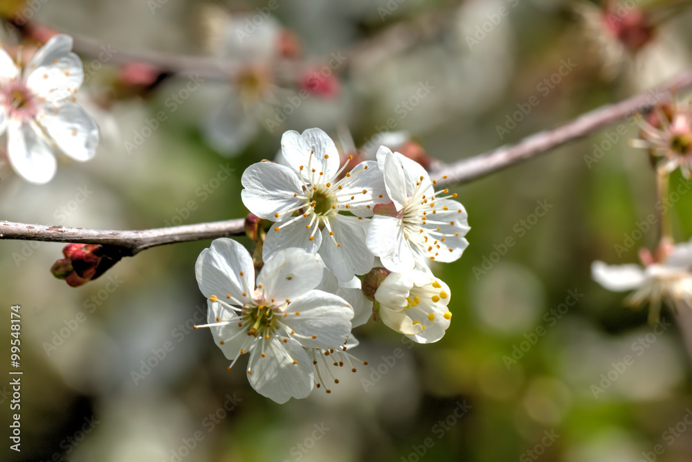 The blossoming cherry in a spring garden.