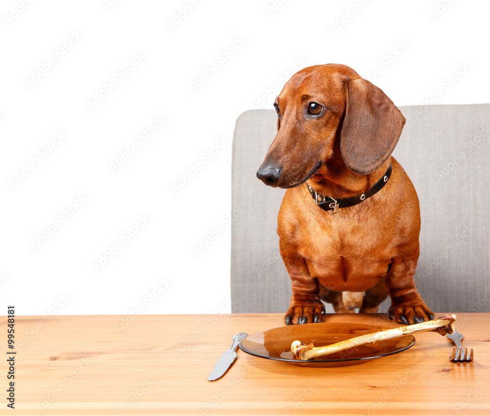 Poster with funny dog sitting at the table with text area