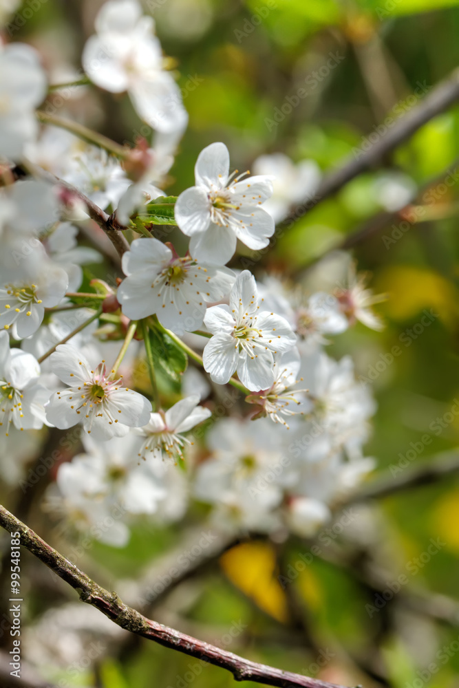 The blossoming cherry in a spring garden. The blossoming cherry in a spring garden.