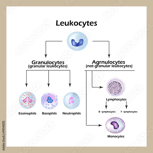 Types of white blood cells. Infographics. Vector illustration
