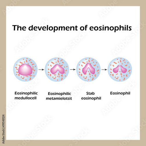 The development of eosinophils. Infographics. Vector illustration