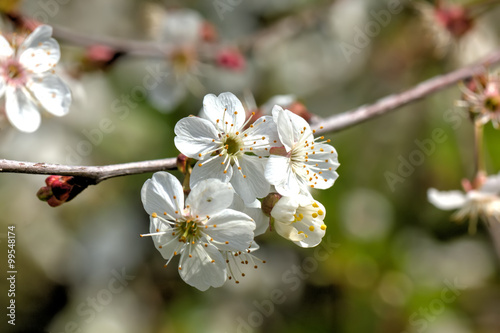 Obraz na płótnie The blossoming cherry in a spring garden. w salonie