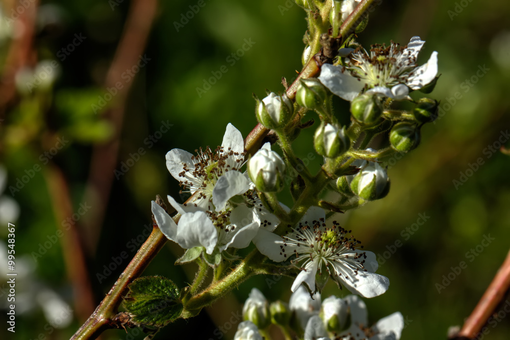 The blossoming blackberry in a spring garden.