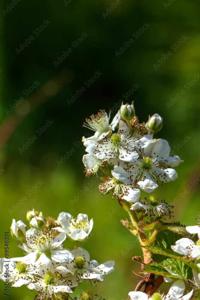 The blossoming blackberry in a spring garden.