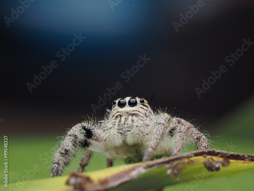 Salticus scenicus jumping spider on leaves macro..