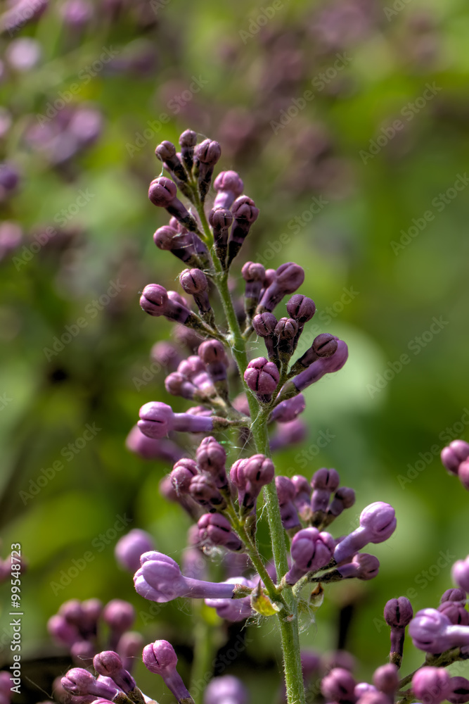 The blossoming lilac in a spring garden.