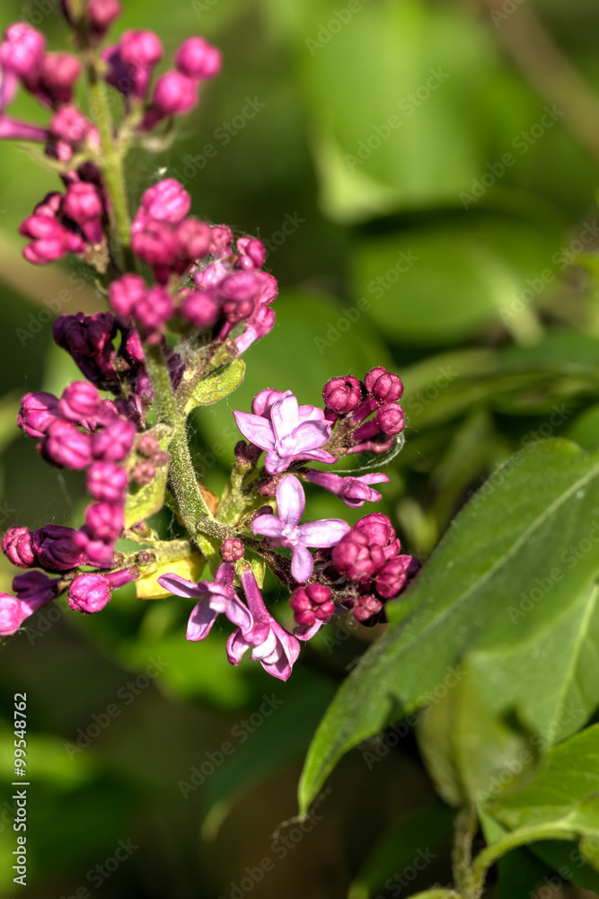 The blossoming lilac in a spring garden.