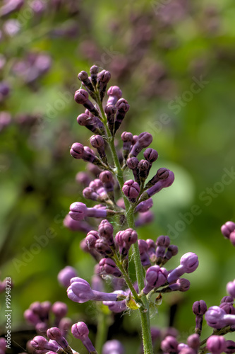 Obraz na płótnie The blossoming lilac in a spring garden. w salonie