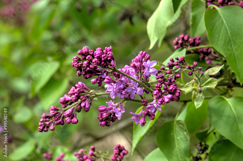 The blossoming lilac in a spring garden. 