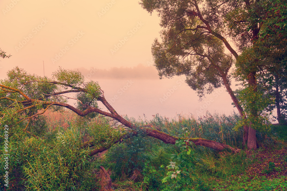 Misty morning. Rural landscape. Tree on the river bank