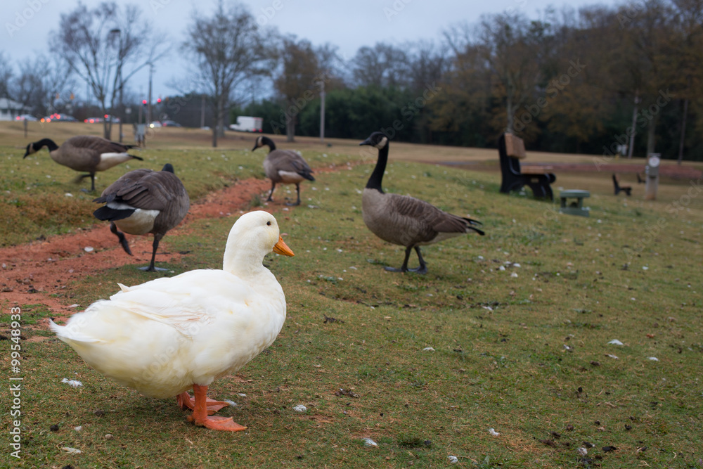Fototapeta premium White duck among a gaggle of Canadian geese, living in a different social structure