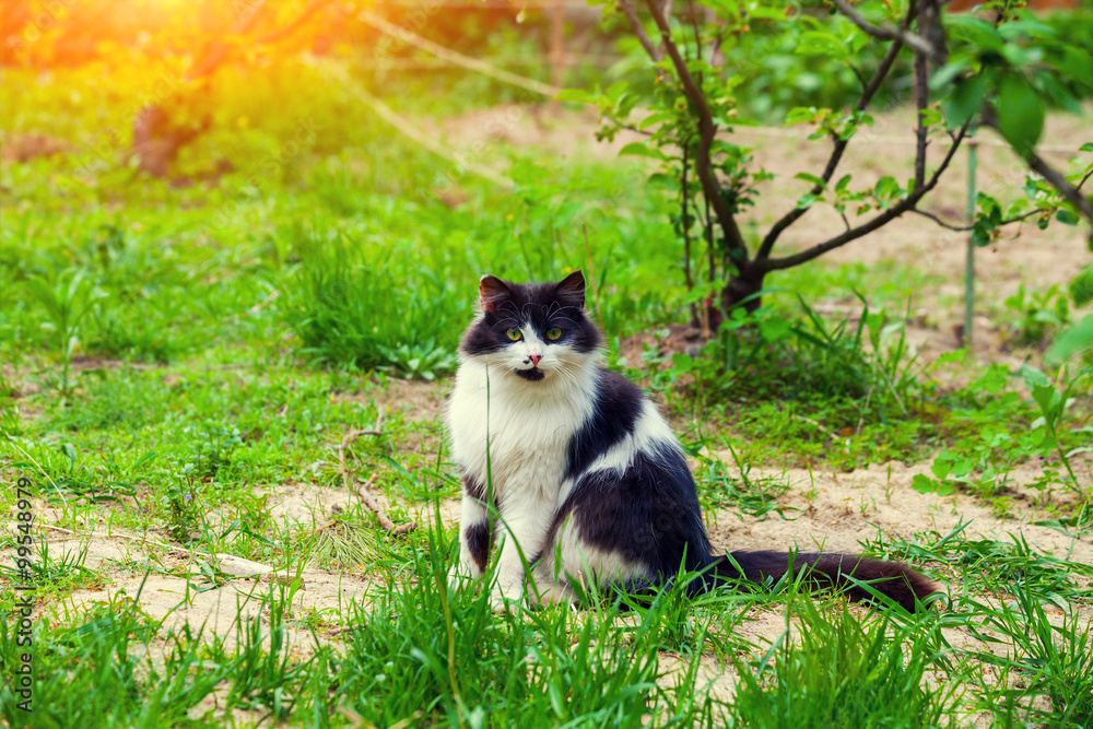 cat sitting in the garden