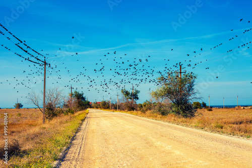 Birds fly over the country road photo