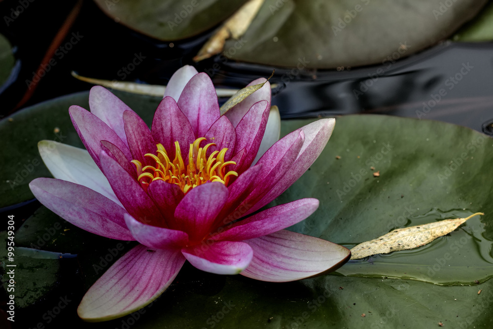 The blossoming red water lililiya in a spring pond.