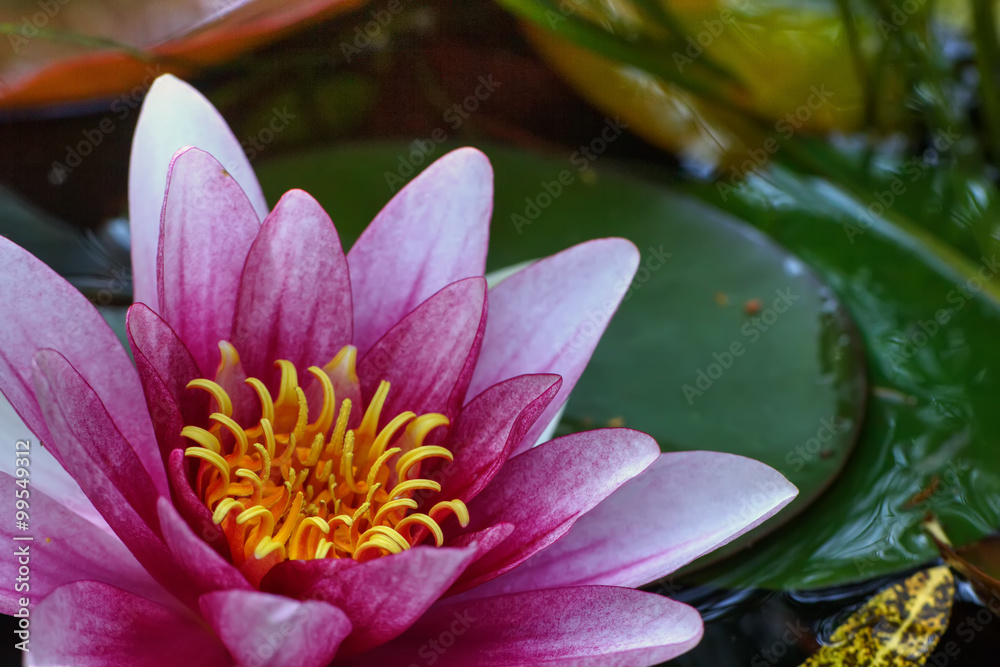 The blossoming red water lililiya in a spring pond.