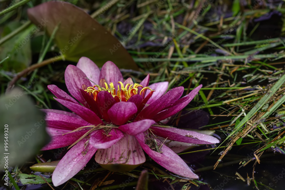 The blossoming red water lililiya in a spring pond.