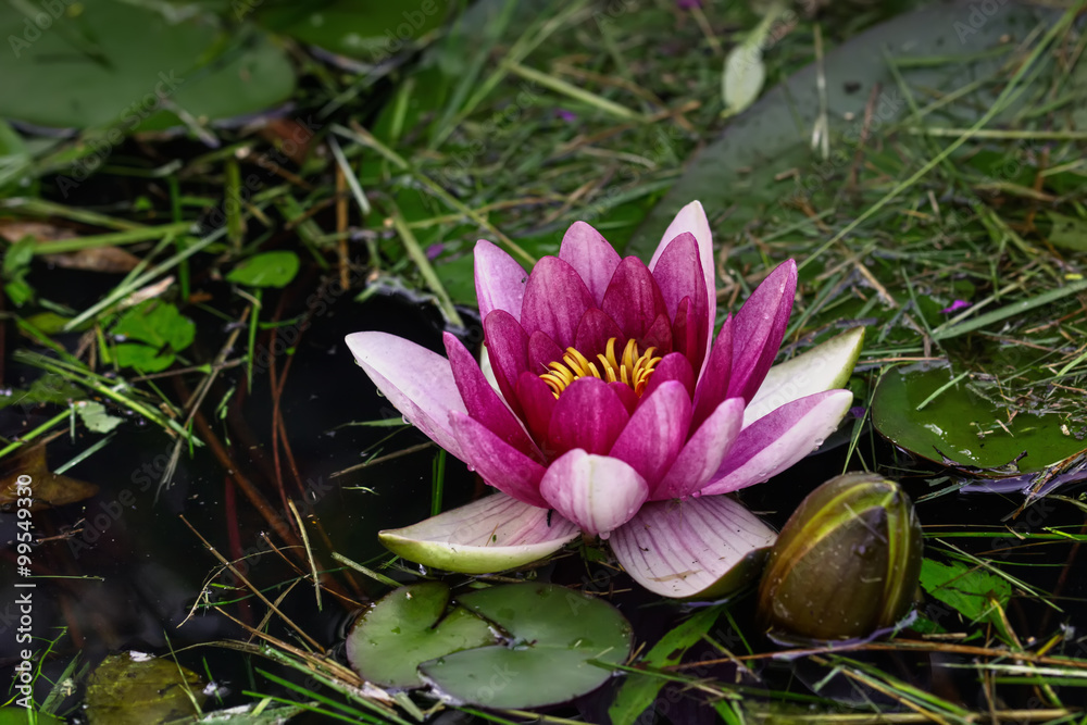 The blossoming red water lililiya in a spring pond.